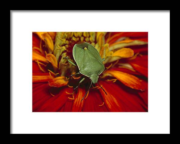 Feb0514 Framed Print featuring the photograph Southern Green Stink Bug by Gerry Ellis