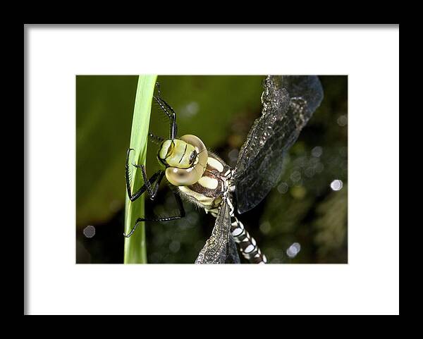 Britain Framed Print featuring the photograph Southern Hawker Dragonfly by Bob Gibbons