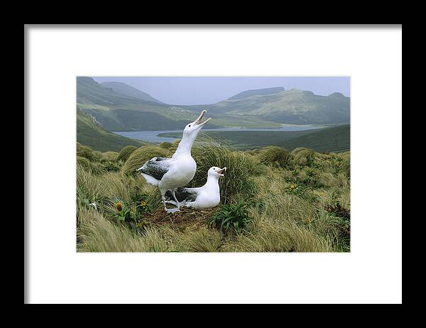 Feb0514 Framed Print featuring the photograph Southern Royal Albatrosses At Nest by Konrad Wothe