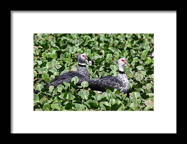 Bird Framed Print featuring the photograph Southern Screamers by James Brunker