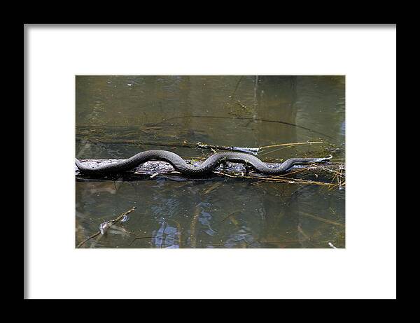 Nerodia Fasciata Framed Print featuring the photograph Southern Water Snake - Nerodia fasciata by Kathy Clark