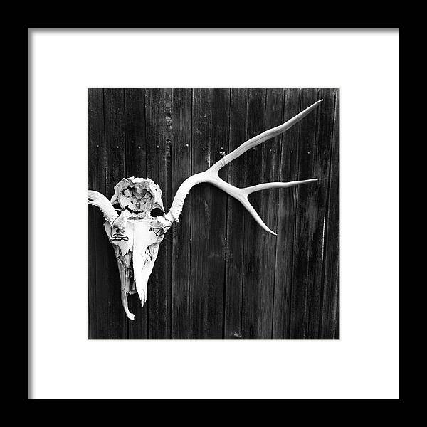 Animal Skull Framed Print featuring the photograph Southwest Americana by Amygdala imagery