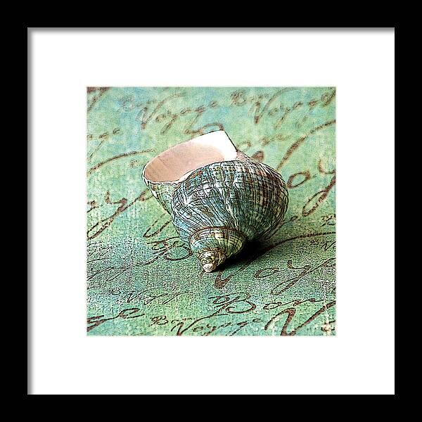 Gastropoda Framed Print featuring the photograph Souvenir Shell by Karen Stephenson