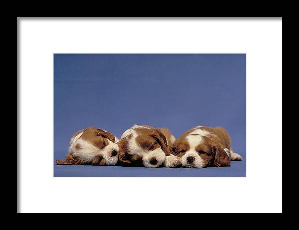 Animal Framed Print featuring the photograph Spaniel Puppies by Jeanne White