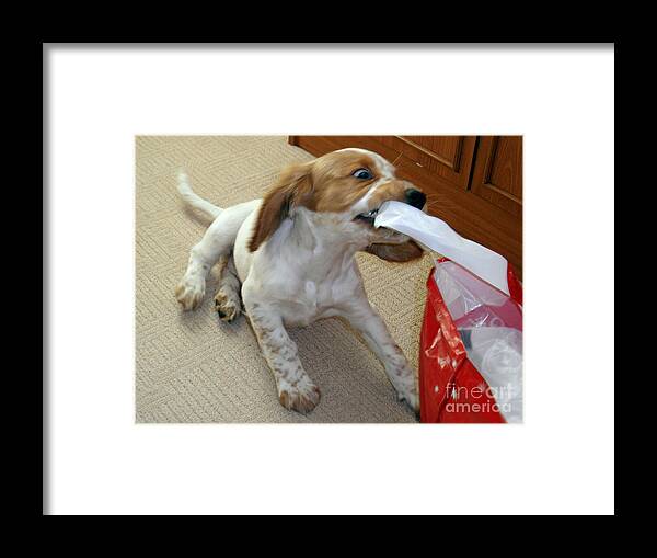 Dog Framed Print featuring the photograph Spaniel puppy by Rod Jones