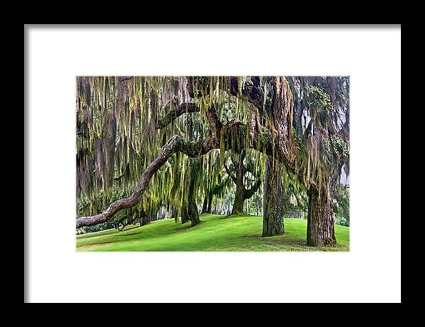 Georgia Framed Print featuring the photograph Spanish Moss by Debra and Dave Vanderlaan