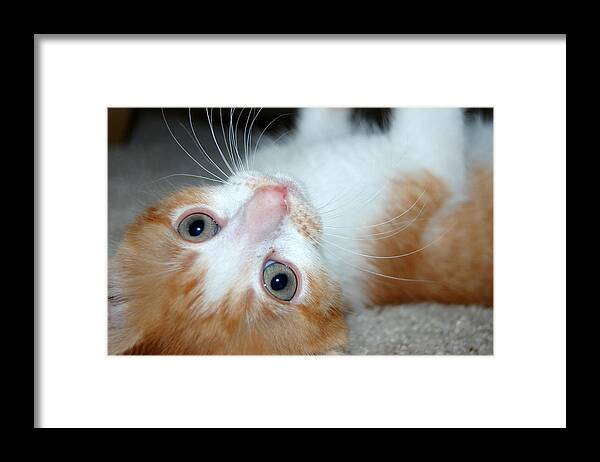 Kitten Framed Print featuring the photograph Spankie by Holly Blunkall