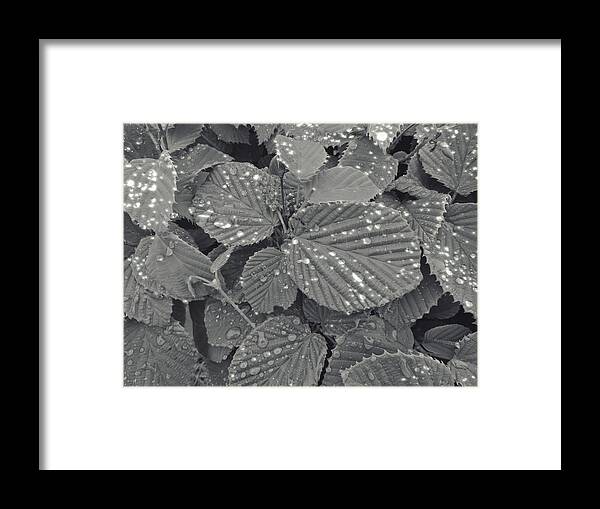 Leaves Framed Print featuring the photograph Sparkling Leaves by Cathy Anderson