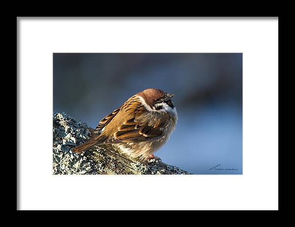 Sparrow Dig The Sun Framed Print featuring the photograph Sparrow dig the sun by Torbjorn Swenelius