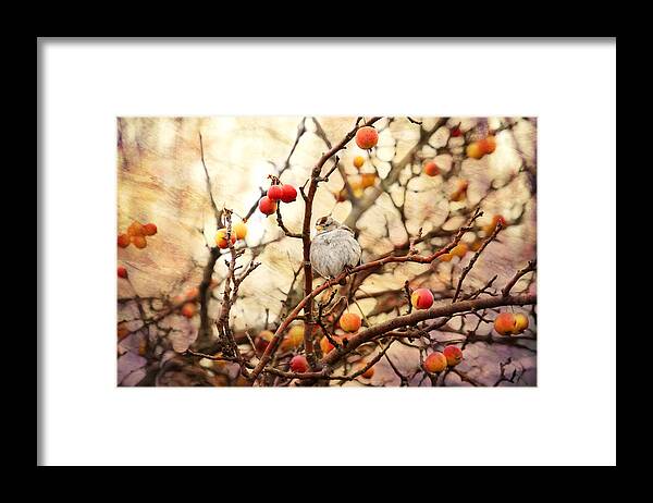 Sparrows Framed Print featuring the photograph Sparrow in a Crab Apple Tree by Peggy Collins