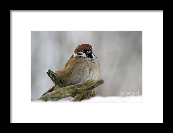 Beak Framed Print featuring the photograph Sparrow by Torbjorn Swenelius