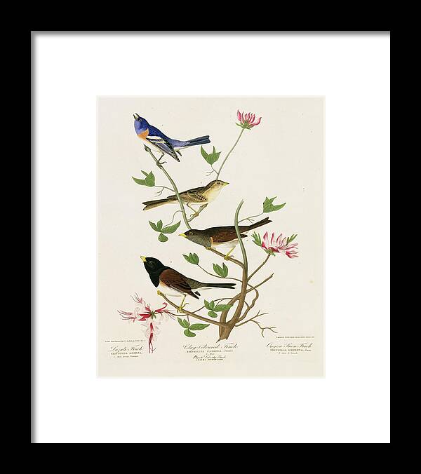 Illustration Framed Print featuring the photograph Sparrows And Bunting by Natural History Museum, London/science Photo Library