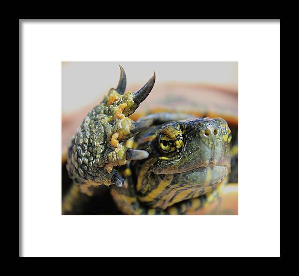 Turtle Framed Print featuring the photograph Speak To The Hand by Shane Bechler