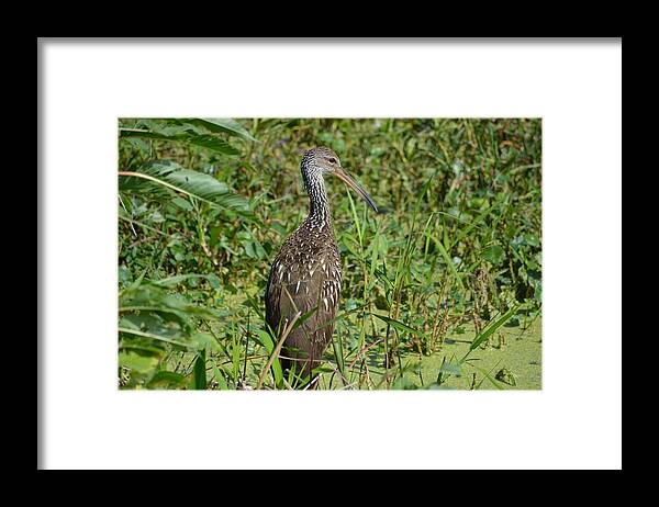 Limpkin Framed Print featuring the photograph Speckled Bird by Steve Griffin