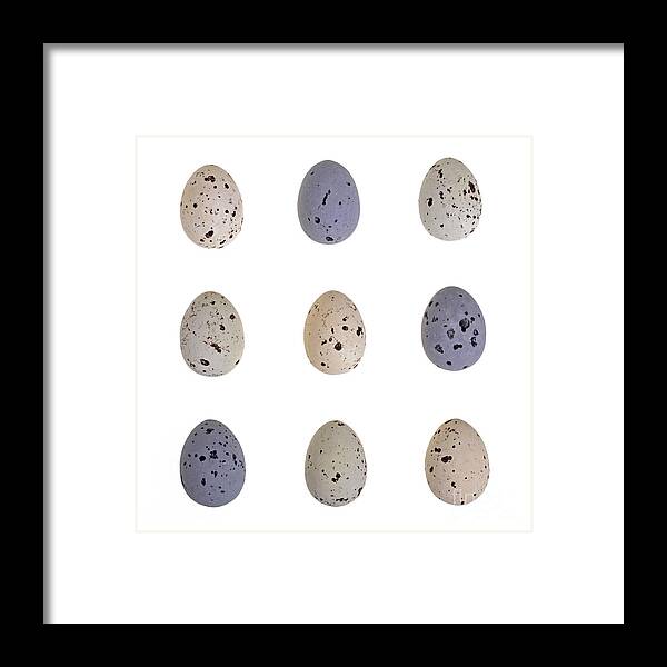Taste Framed Print featuring the photograph Speckled egg tic-tac-toe by Jane Rix
