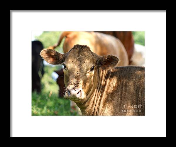 Calf Framed Print featuring the photograph Speckled Shade by Cynthia Clark