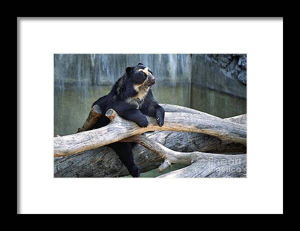  Spectacled Framed Print featuring the photograph Spectacled Bear by Timothy Hacker