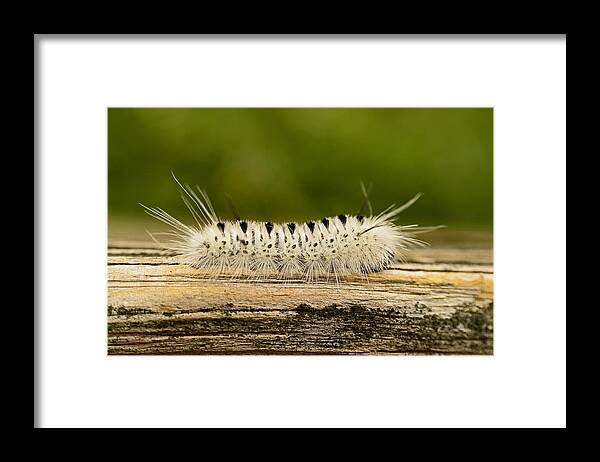 Caterpillar Framed Print featuring the photograph Speedy by Lori Tambakis