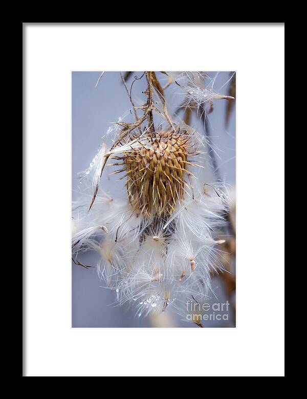 Thistle Framed Print featuring the photograph Spent Thistle by Adria Trail