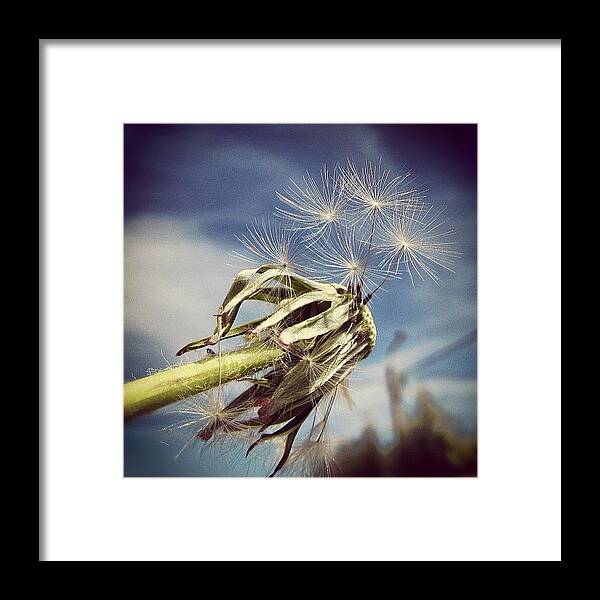 Lonely Framed Print featuring the photograph Spent Wishes... by Marianna Mills
