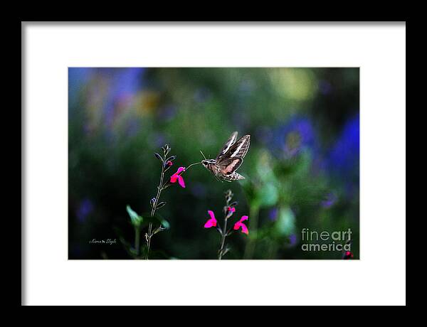 Moth Framed Print featuring the photograph Sphinx Moth and Summer Flowers by Karen Slagle