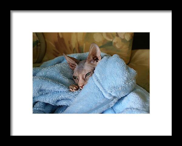 Domestic Animal Framed Print featuring the photograph Sphynx in a Blanket by Robin Raiford