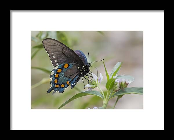 Insect Framed Print featuring the photograph Spicebush In Wildflowers by Bill and Linda Tiepelman