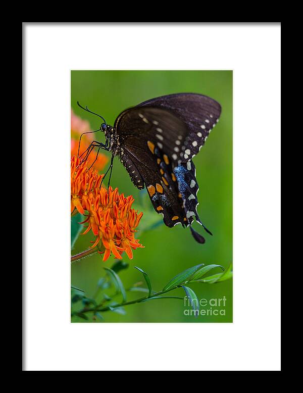Spicebush Swallowtail Framed Print featuring the photograph Spicebush swallowtail by Anthony Heflin