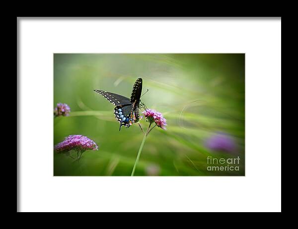 Lepidoptera Framed Print featuring the photograph Spicebush Swallowtail Butterfly by Karen Adams