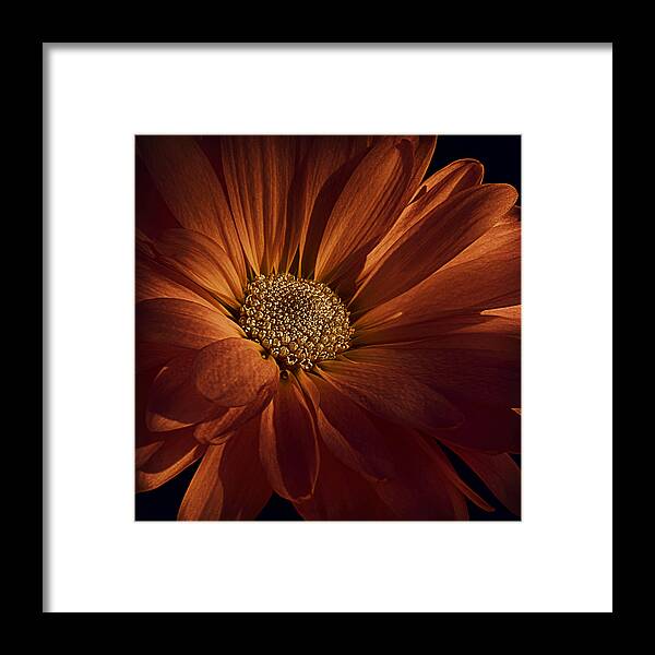 Floral Framed Print featuring the photograph Spiced Apple Cider by Darlene Kwiatkowski