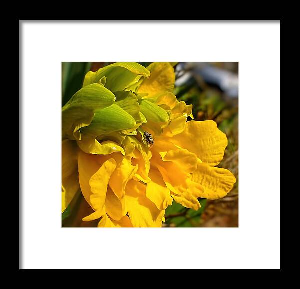 Daffodil Framed Print featuring the photograph Spider Aboard by Jennifer Wheatley Wolf