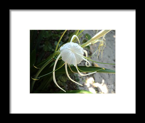 Beach Framed Print featuring the photograph Spider Lily1 by Megan Dirsa-DuBois