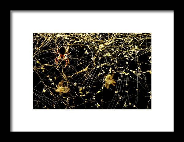 Animal Framed Print featuring the photograph Spider On A Web Covered In Flies by Thierry Berrod, Mona Lisa Production/ Science Photo Library
