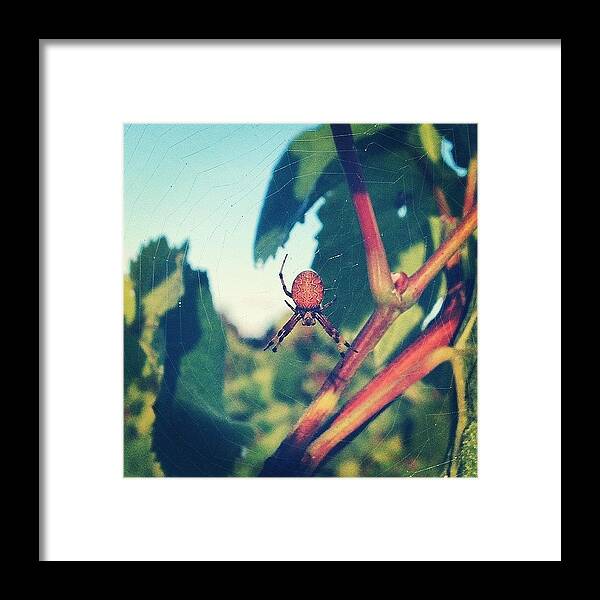 Bugs_of_instagram Framed Print featuring the photograph Spider #spider #spiderweb #web #insect by Nate Greenberg