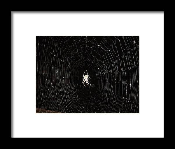 Spider Framed Print featuring the photograph Spider Web by Chris Montcalmo
