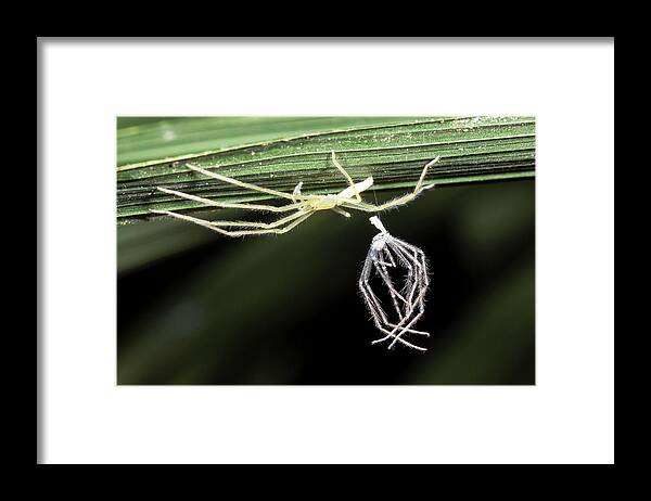 1 Framed Print featuring the photograph Spider With Shed Skin by Dr Morley Read