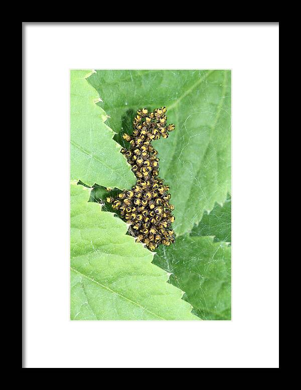 Spider Framed Print featuring the photograph Spiderling cluster by Doris Potter
