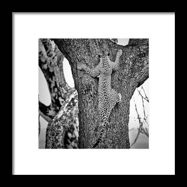 Tanzania Framed Print featuring the photograph Spiderman by Nicol?s Merino