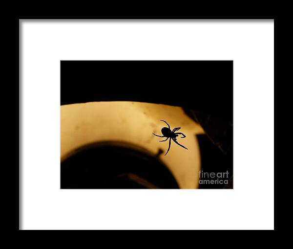 Spider Framed Print featuring the photograph Spider's Silhouette by Jane Ford