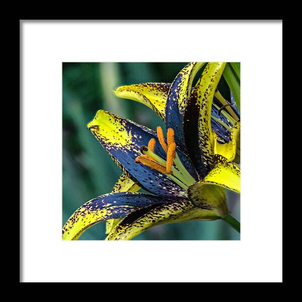 Spider Framed Print featuring the photograph Spidery Spider Lily by Douglas Barnett