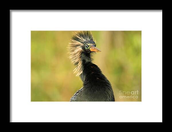 Anhinga Framed Print featuring the photograph Spike by Adam Jewell