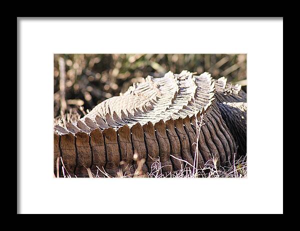 Animal Framed Print featuring the photograph Spike by Jessica Brown