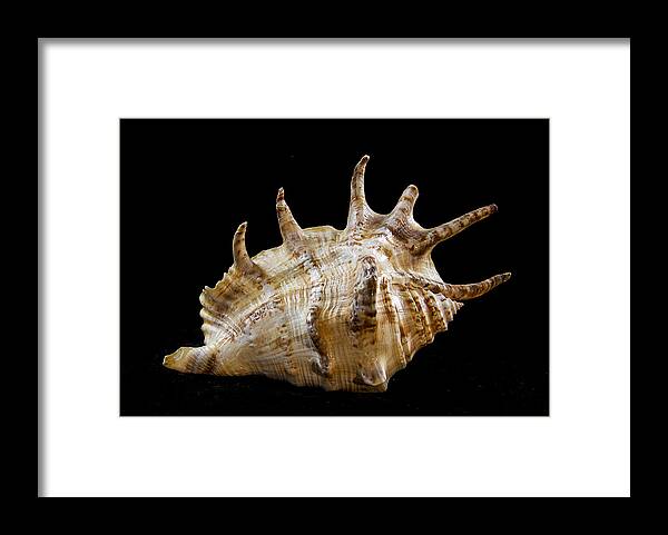 Shell Framed Print featuring the photograph Spikes back side by Jean Noren