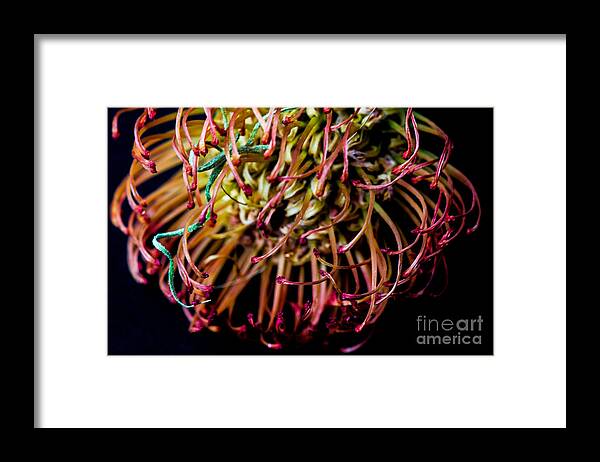 Spiky Flower Framed Print featuring the photograph Spiky Flower by Mina Isaac
