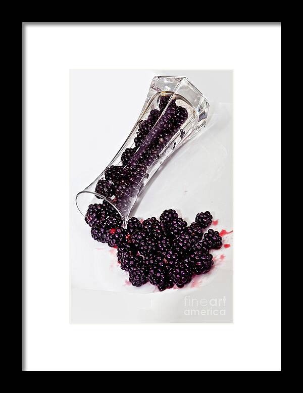 Black Framed Print featuring the photograph Spilt BlackBerries by Shirley Mangini