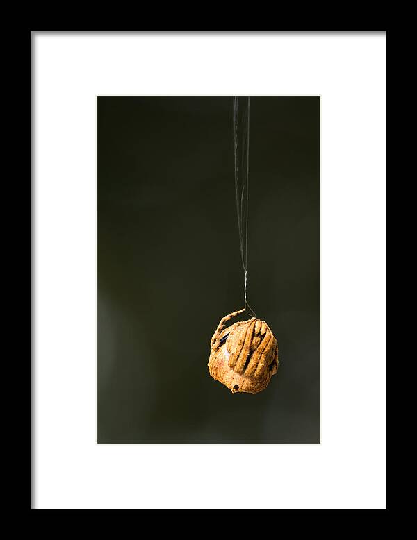 Spider Framed Print featuring the photograph Spin a web by SAURAVphoto Online Store