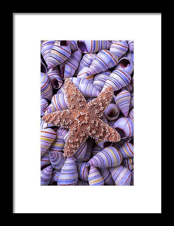 Spiral Framed Print featuring the photograph Spiral shells and starfish by Garry Gay