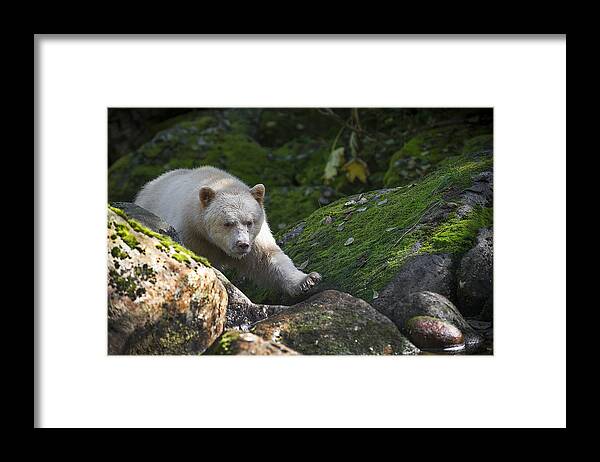 Bear Framed Print featuring the photograph Spirit Bear Up Close by Bill Cubitt
