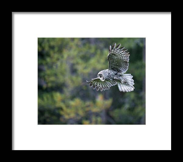 Great Gray Owl Framed Print featuring the photograph Spirit of the Forest by Max Waugh