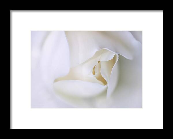 Rose Framed Print featuring the photograph Spirit White Rose Flower Macro by Jennie Marie Schell